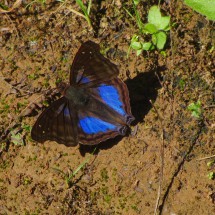Blue butterfly on shore of Rio Negrito I